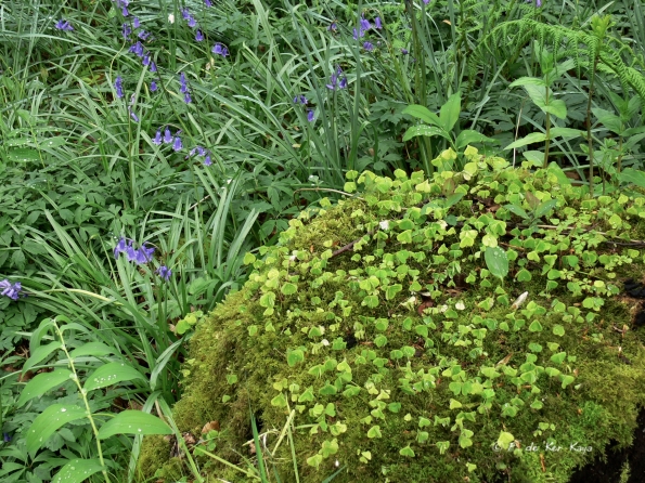 Bois des Moutiers (47) Mai 2012